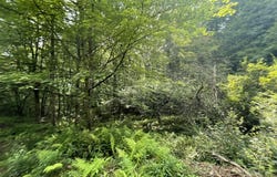 Fox Hollow Rd, Roulette, PA 16746