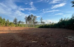 Ms Hwy 540, Braxton, MS 39044