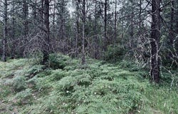 58 Bugling Elk Lane, Weippe, ID 83553