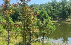 County Road 341, Piedmont, MO 63957