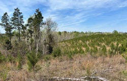 Cr 421, Quitman, MS 39355
