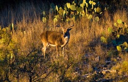 917 Bear Springs Rd, Mason, TX 76856
