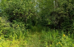 Sunset Lake Road, Iron River, MI 49935