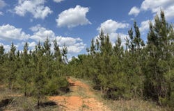 009 George Milling Road, Cuthbert, GA 39840