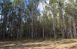 001 Sandy Bottom Road, Blakely, GA 39823