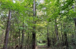Bashi Road, Millry, AL 36558