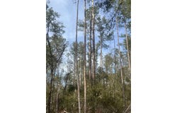 14th Trace, Live Oak, FL 32060