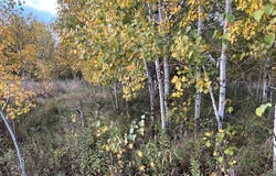Holly Rd, Pine City, MN 55063