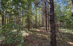County Road 38, Safford, AL 36728