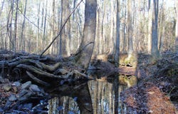 E Bivens Road, Quitman, AR 72131