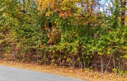 Pin Oak Rd, Prospect, VA 23960