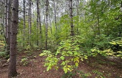 W Fork Road, Sandstone, MN 55072