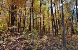 State Route 54, Wayne, NY 14893