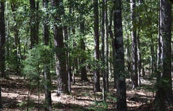Red Oak Lane, Pine Mountain, GA 31822