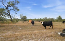 1991 S Highway 37, Three Rivers, TX 78071