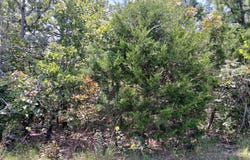 Ben Nevis, Briarcliff, AR 72653