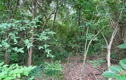 Garner Drive, Mabank, TX 75156