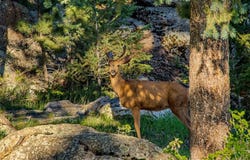 6917 Timbers Dr, Evergreen, CO 80439