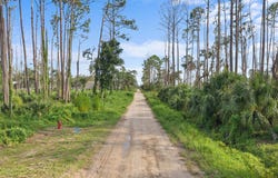 NW Stephens St lot: 15, Steinhatchee, FL 32359