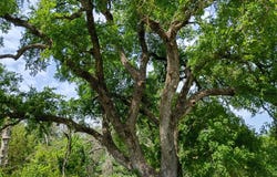 PR 2901, Hamilton, TX 76531