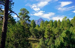 Hummingbird Trail, Ridgway, CO 81432