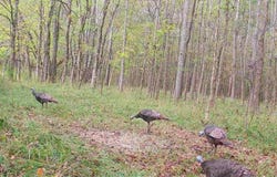 5 Forest Service Road 562, Pulaski, MS 39152