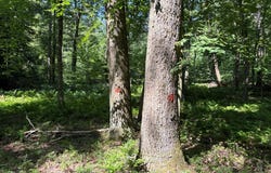 Greenwood Road, Curwensville, PA 16833