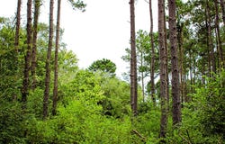 PID 45 Hwy 7, Nacogdoches, TX 75964