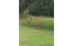 168 Kittle Rd, Lindley, NY 14858
