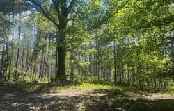US HWY 231, MATHEWS, AL 36052