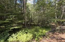 Polly Clark Brook lot: R05129, Wiscasset, ME 04578