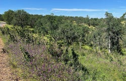 16298 Lariat Loop, Corning, CA 96021