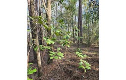 188TH PLACE, Live Oak, FL 32060