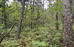 Kiamichi Mountain Ridge, Muse, OK 74949