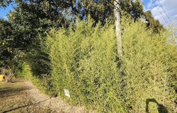 GREENWELL SPRINGS RD lot: W/2, Baton Rouge, LA 70814