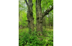 High Street, Barton, VT 05822