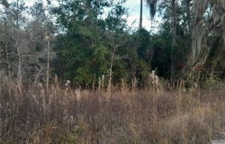 1531 NE 123RD AVENUE, WILLISTON, FL 32696