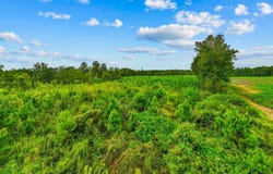 Carter Rd., Loris, SC 29569