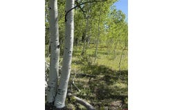 Divide/ Davewood Road, Montrose, CO 81403