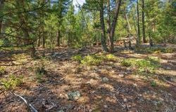 12907 S Cindy Ave, Pine, CO 80470