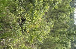 Warbonnet Road lot: E, Salley, SC 29137