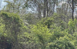 Rush Road, Carmichaels, PA 15320