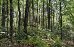 LT 6 Gem Creek Rd, Cullowhee, NC 28723