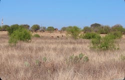 435 County Road 7715, Devine, TX 78016