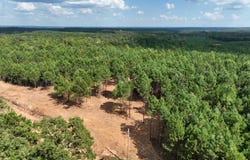 Williams Road, Wadley, AL 36276