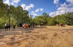 Tract 8 CR 450, Thorndale, TX 76577