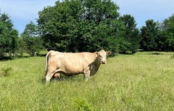 FM 71, Talco, TX 75487