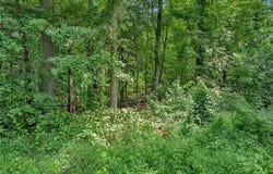 Raven Oak Drive, Wilkesboro, NC 28697