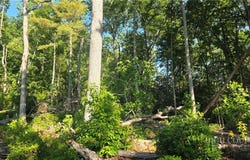 Pine Tree Drive lot: 122, Spruce Pine, NC 28777