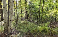 3 National Lane, Crandon, WI 54520